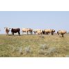 Image 5 : Red Rock Land & Cattle  - 1050# Steers - 59 Head (Eastend, SK)