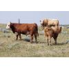 Image 6 : Red Rock Land & Cattle  - 1020# Steers - 60 Head (Eastend, SK)