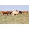 Image 1 : Red Rock Land & Cattle - 935# Heifers - 65 Head (Eastend, SK)