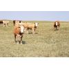 Image 2 : Red Rock Land & Cattle - 935# Heifers - 65 Head (Eastend, SK)
