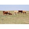 Image 4 : Red Rock Land & Cattle - 935# Heifers - 65 Head (Eastend, SK)
