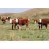 Image 5 : Red Rock Land & Cattle - 935# Heifers - 65 Head (Eastend, SK)
