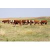 Image 6 : Red Rock Land & Cattle - 935# Heifers - 65 Head (Eastend, SK)