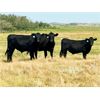 Image 1 : Morison Ranching - 842# Steers - 42 Head (Stoughton, SK)
