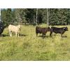 Image 6 : Catlin & Amber Peters - 620# Steer Calves - 60 Head (Sundre, AB)