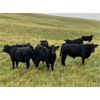 Image 1 : Rafter 17 Ranching - 830# Steer Calves - 150 Head (Eckville, AB)