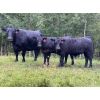 Image 4 : Rafter 17 Ranching - 830# Steer Calves - 150 Head (Eckville, AB)