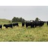 Image 4 : Rafter 17 Ranching - 730# Steer Calves - 85 Head (Eckville, AB)