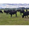 Image 1 : B-C Ranch - 625# Heifers - 90 Head (Meadow Lake, SK)