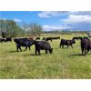 Image 2 : B-C Ranch - 625# Heifers - 90 Head (Meadow Lake, SK)