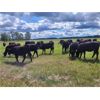 Image 3 : B-C Ranch - 625# Heifers - 90 Head (Meadow Lake, SK)