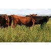 Image 3 : Moose Creek Red Angus Ltd. - 960# Steers - 60 Head (Kisbey, SK)
