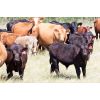 Image 4 : Moose Creek Red Angus Ltd. - 600# Steer Calves - 100 Head (Kisbey, SK)