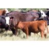 Image 5 : Moose Creek Red Angus Ltd. - 600# Steer Calves - 100 Head (Kisbey, SK)