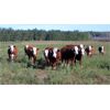 Image 3 : Crooked Creek Ranch - 975# Heifers - 60 Head (Lloydminster, SK)