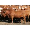 Image 3 : McIntyre Ranch - 875# Heifers - 265 Head (Magrath, AB)