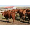 Image 6 : McIntyre Ranch - 875# Heifers - 265 Head (Magrath, AB)