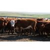 Image 7 : McIntyre Ranch - 875# Heifers - 265 Head (Magrath, AB)