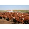 Image 8 : McIntyre Ranch - 875# Heifers - 265 Head (Magrath, AB)