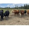 Image 5 : John Bland - 825# Heifers - 150 Head (Rimbey, AB)