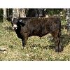 Image 2 : Bar 27 Stock Farms - 700# Steer Calves - 90 Head (Spruce View, AB)