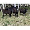Image 9 : Bar 27 Stock Farms - 700# Steer Calves - 90 Head (Spruce View, AB)