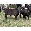 Image 10 : Bar 27 Stock Farms - 600# Steer Calves - 35 Head (Spruce View, AB)