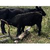 Image 15 : Bar 27 Stock Farms - 600# Steer Calves - 35 Head (Spruce View, AB)