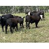 Image 5 : Bar 27 Stock Farms - 600# Steer Calves - 35 Head (Spruce View, AB)