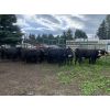 Image 3 : Rafter 17 Ranching  - 1025# Heifers - 47 Head (Eckville, AB)