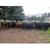 Image 4 : Rafter 17 Ranching  - 1025# Heifers - 47 Head (Eckville, AB)
