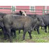 Image 6 : Rafter 17 Ranching  - 1025# Heifers - 47 Head (Eckville, AB)