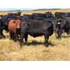 Image 2 : Triangle D Land & Cattle Co. - 825# Steers - 70 Head (Hanley, SK)