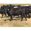 Image 1 : Triangle D Land & Cattle Co. - 750# Heifers - 80 Head (Hanley, SK)