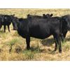 Image 4 : Triangle D Land & Cattle Co. - 750# Heifers - 80 Head (Hanley, SK)
