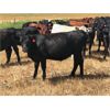 Image 5 : Triangle D Land & Cattle Co. - 750# Heifers - 80 Head (Hanley, SK)