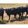 Image 6 : Triangle D Land & Cattle Co. - 750# Heifers - 80 Head (Hanley, SK)