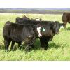 Image 2 : Sentes Farms - 625# Steer Calves - 200 Head (Raymore, SK)