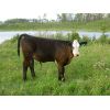 Image 3 : Sentes Farms - 625# Steer Calves - 200 Head (Raymore, SK)