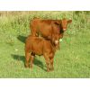 Image 5 : Sentes Farms - 625# Steer Calves - 200 Head (Raymore, SK)