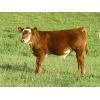 Image 2 : Sentes Farms - 540# Steer Calves - 115 Head (Raymore, SK)
