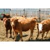 Image 2 : Van Driel Farms  - 635# Steers - 140 Head (Fort Macleod, AB)