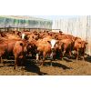 Image 3 : Van Driel Farms  - 635# Steers - 140 Head (Fort Macleod, AB)