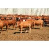 Image 5 : Van Driel Farms  - 635# Steers - 140 Head (Fort Macleod, AB)