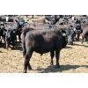 Image 1 : Van Driel Farms  - 650# Steers - 180 Head (Fort Macleod, AB)