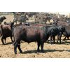 Image 2 : Van Driel Farms  - 650# Steers - 180 Head (Fort Macleod, AB)