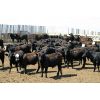 Image 6 : Van Driel Farms  - 650# Steers - 180 Head (Fort Macleod, AB)