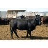 Image 1 : Van Driel Farms - 650# Heifers - 300 Head (Fort Macleod, AB)