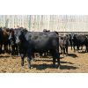 Image 2 : Van Driel Farms - 650# Heifers - 300 Head (Fort Macleod, AB)