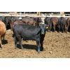 Image 5 : Van Driel Farms - 650# Heifers - 300 Head (Fort Macleod, AB)